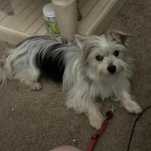 Found Dog Unknown