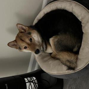 Lost Dog Shibu