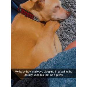 Lost Dog Leon