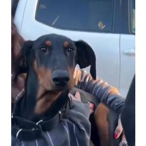 Image of Lady, Lost Dog