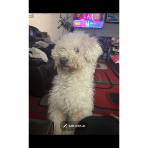 Image of Louie, Lost Dog