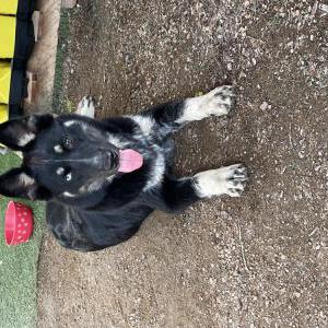 Image of Unlnown, Found Dog