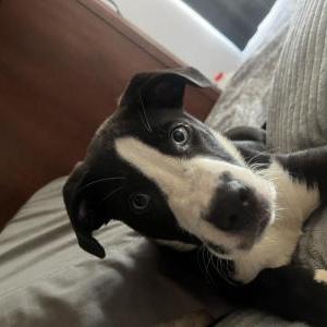 Image of Arlo, Lost Dog