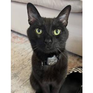 Lost Cat Bruce