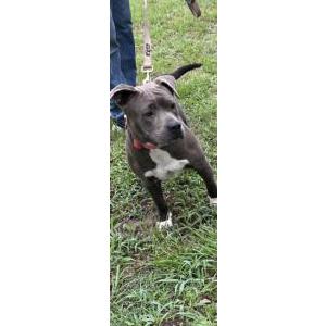 Image of Unknown, Found Dog