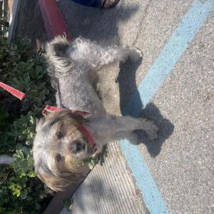 Found Dog Unknown