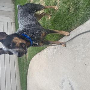 Found Dog Helius
