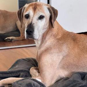 Lost Dog Koko