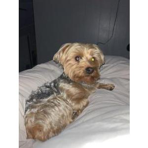 Image of Cooper, Lost Dog