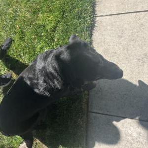 Found Dog unknown