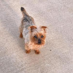 Image of Prince, Lost Dog