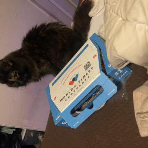 Image of Raven, Lost Cat