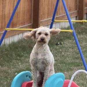 Image of Lola, Lost Dog