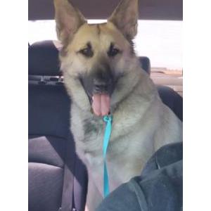 Image of Unknown, Found Dog