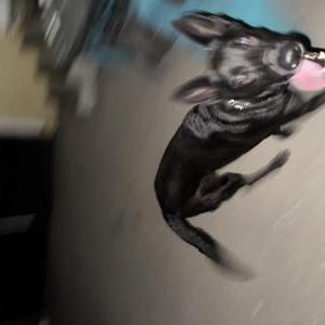 Found Dog Unknown