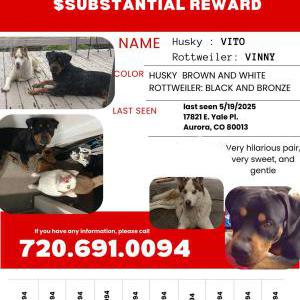 Lost Dog Vito