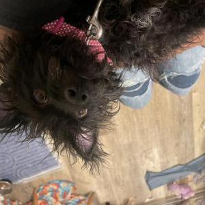 Image of Shadow, Lost Dog