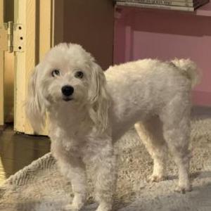 Lost Dog Daisy