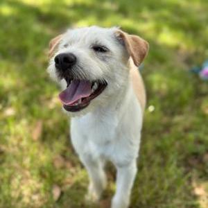 Image of Pancho, Lost Dog
