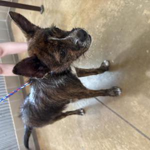 Image of Unknown, Found Dog