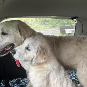 Image of Unknown, Found Dog