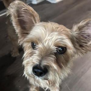 Image of unknown, Found Dog