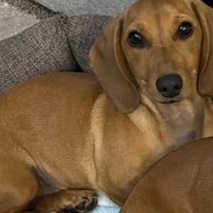 Image of Lucky, Lost Dog