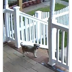 Lost Dog Lucy