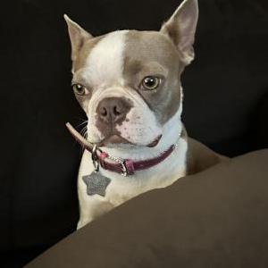 Lost Dog Sasha Marie