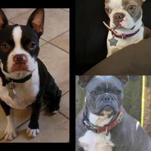 Lost Dog Sophie, Sasha, Izzy