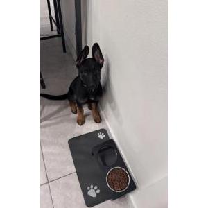 Image of Bruce, Lost Dog