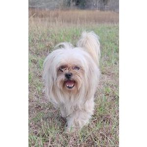 Lost Dog Blue