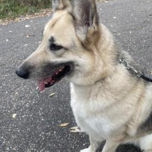 Lost Dog Luna