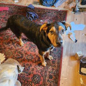 Lost Dog Jazz
