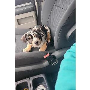 Lost Dog Penelope