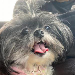 Image of Nena, Lost Dog