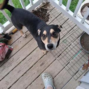 Image of Tiny man, Lost Dog