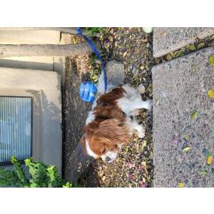 Image of Don't know, Found Dog