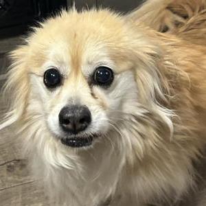 Lost Dog Jameson