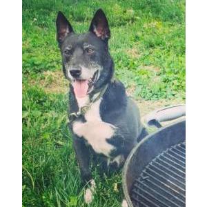 Lost Dog Fenrir