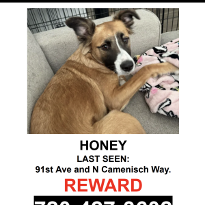 Lost Dog Honey