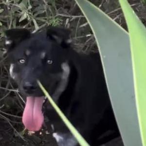 Found Dog unknown