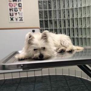 Lost Dog Lucas