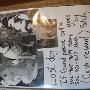 Image of Patchy, Lost Dog