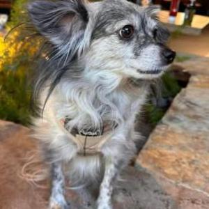 Lost Dog Chloe