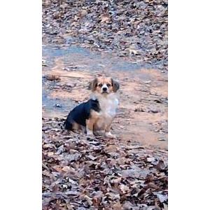 Image of Itchie Azalea, Lost Dog