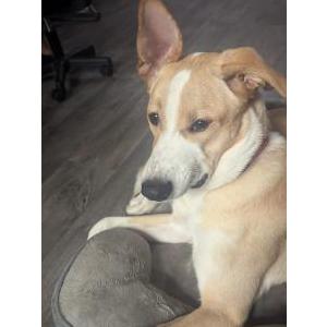 Image of TANGO, Lost Dog