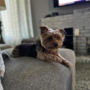 Image of Tyson, Lost Dog