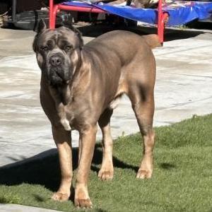 Lost Dog Bruce