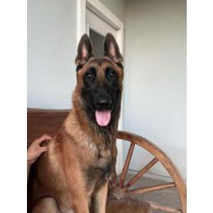 Image of Jack, Lost Dog